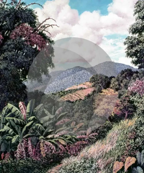 Bamboo Patch by David Moore