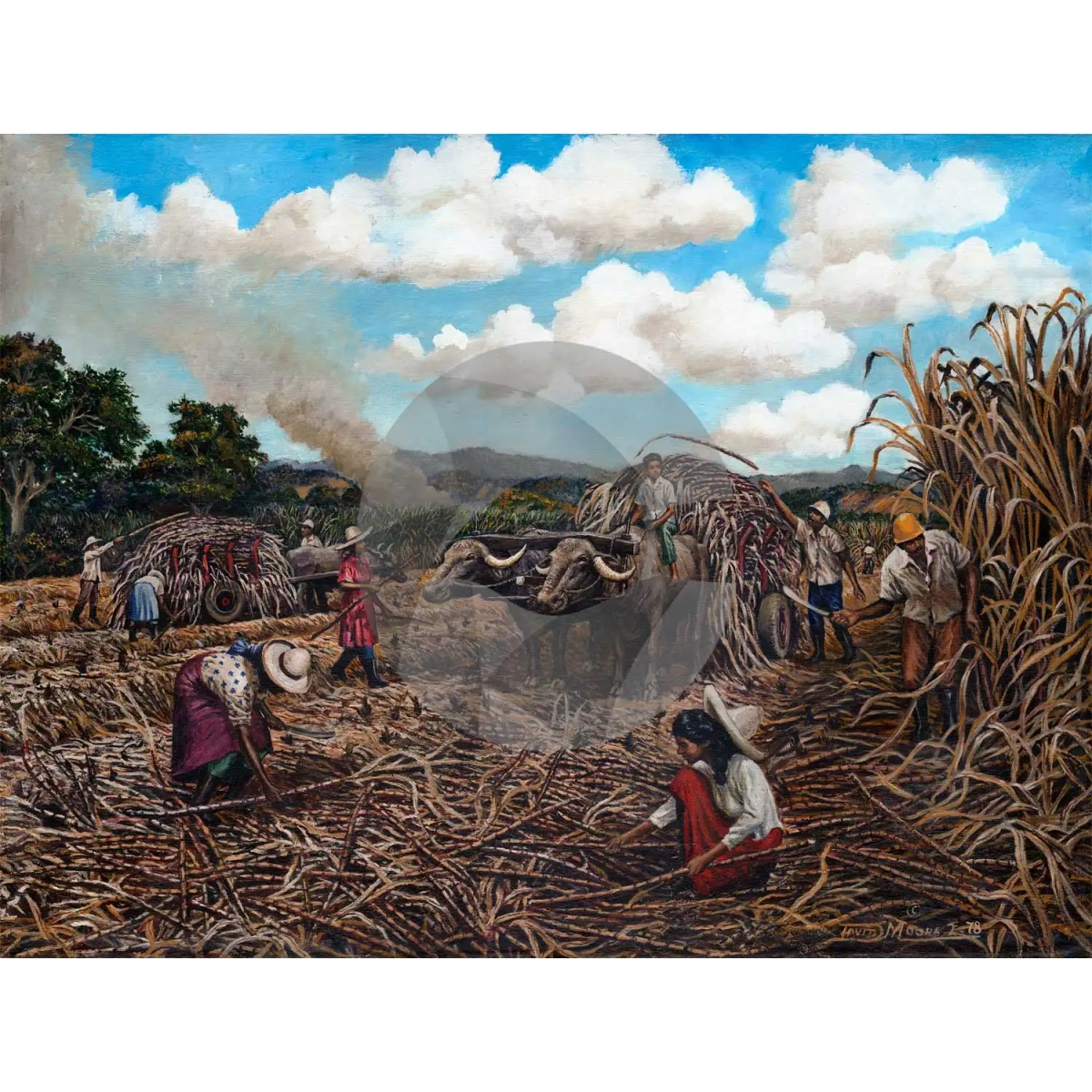 Cane Harvesting by David Moore