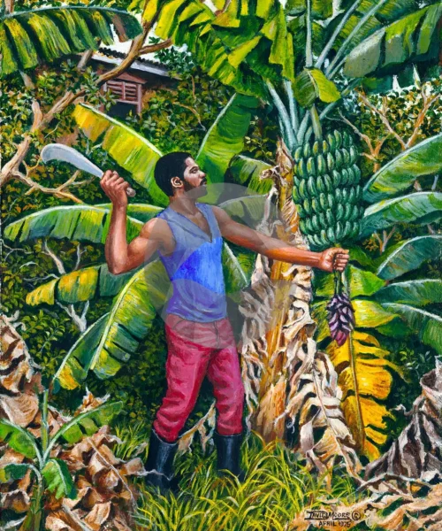 Harvesting Banana by David Moore