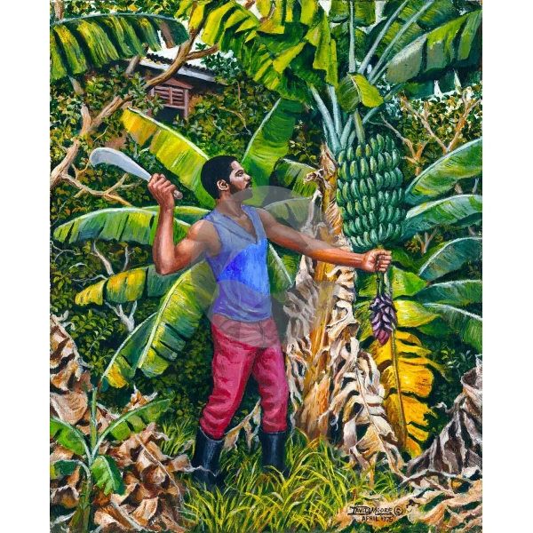 Harvesting Banana by David Moore