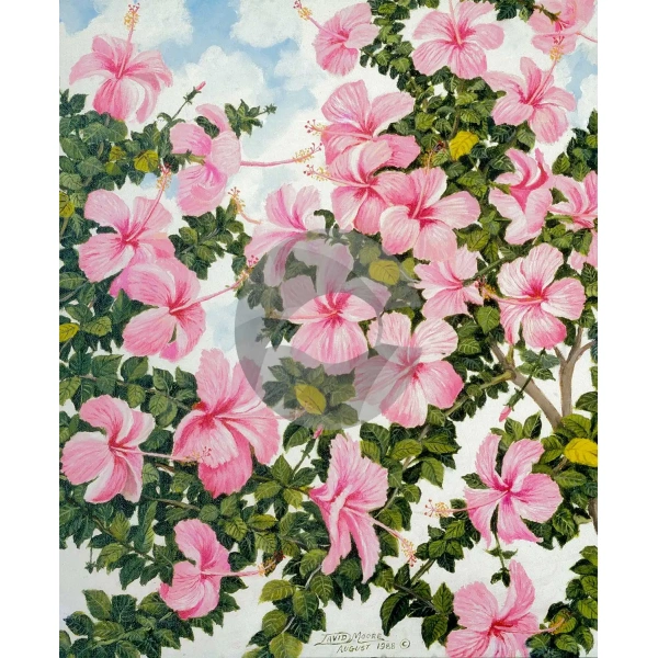 Hibiscus Bunch by David Moore