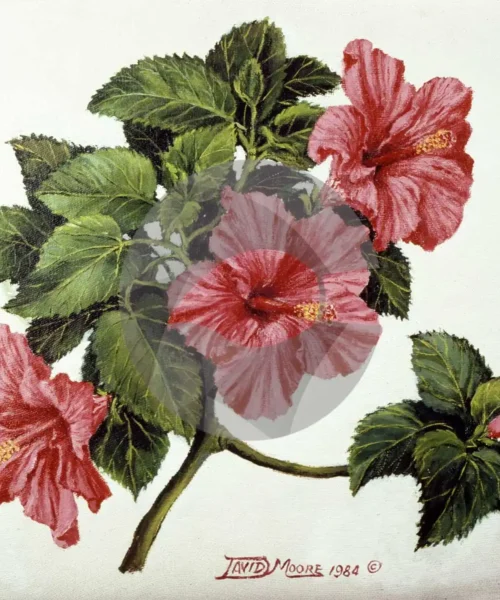 Hibiscus Flower by David Moore