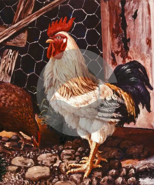 Rooster by David Moore