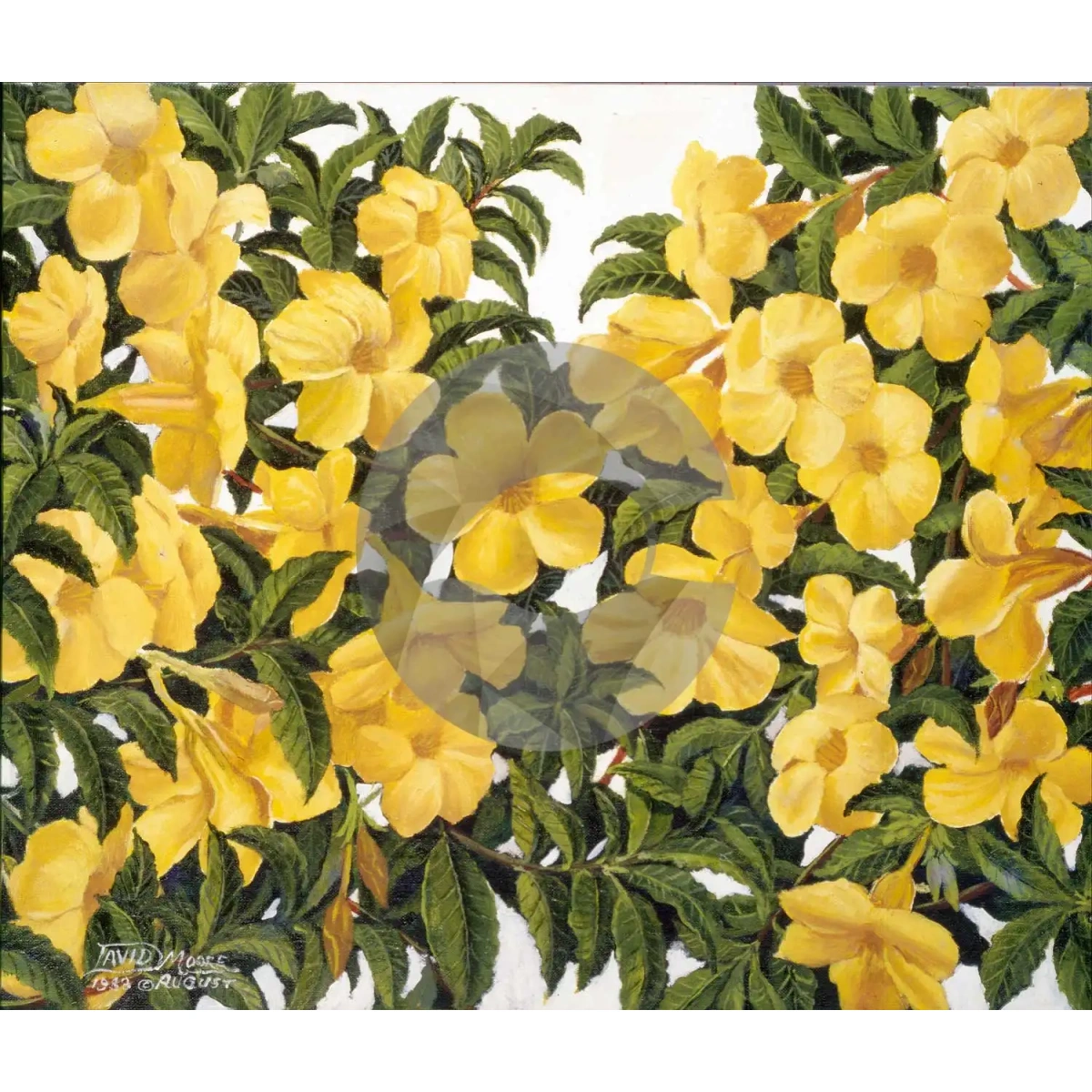 Yellow Flower by David Moore