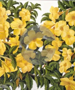 Yellow Flower by David Moore