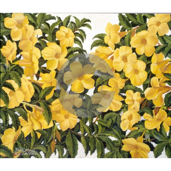 Yellow Flower by David Moore