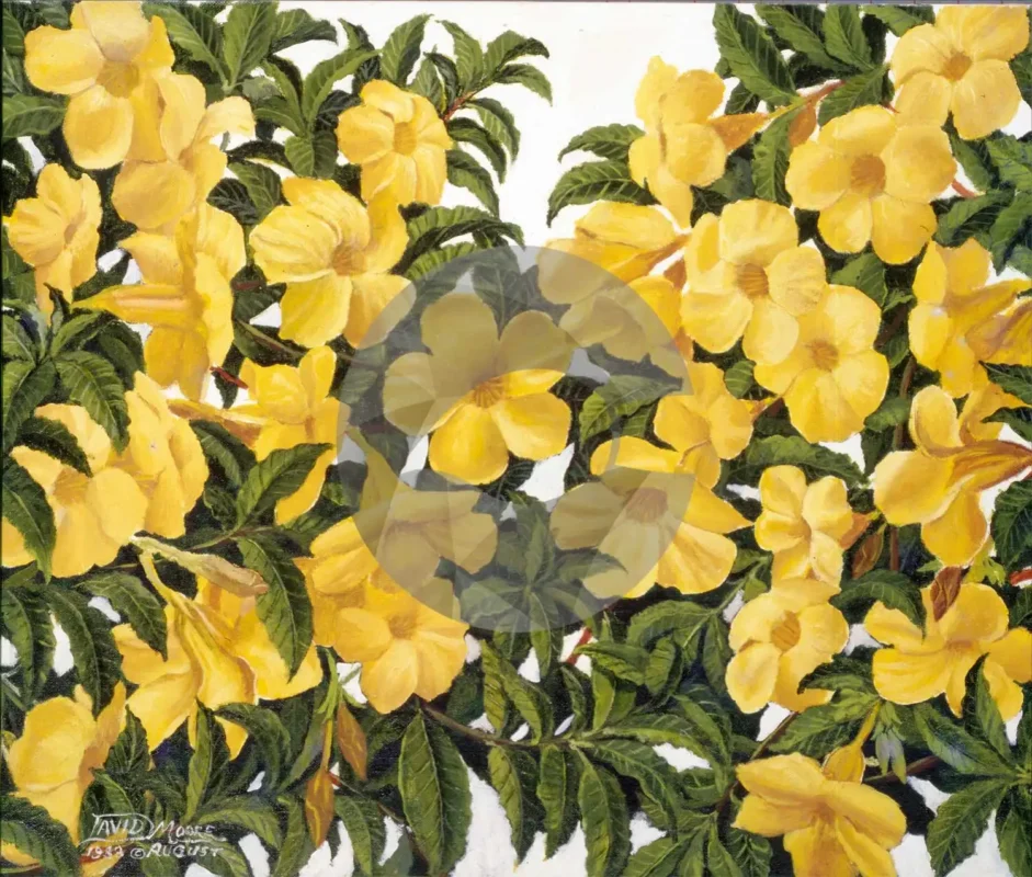 Our Caribbean Art