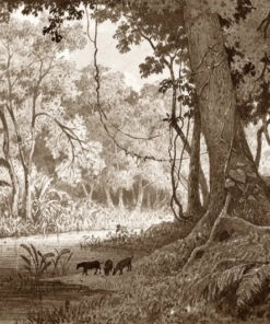 Forest Scenery near Tamana by Michel Jean Cazabon