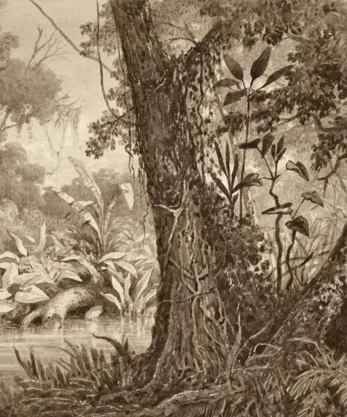 On the Cimaronero River by Michel Jean Cazabon